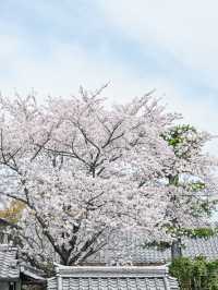 【京都】蹴上〜南禅寺エリアを桜散歩