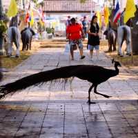 วัดเฉลิมพระเกียรติวรวิหาร