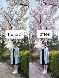 벚꽃 핫플 & 보정법까지