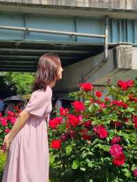 이번주가 마지막 기회! 서울 중랑천 장미축제🌹