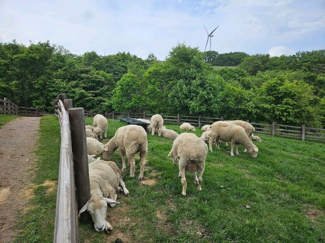 A visit to Daegwanryeong Sanyang Sheep Ranch