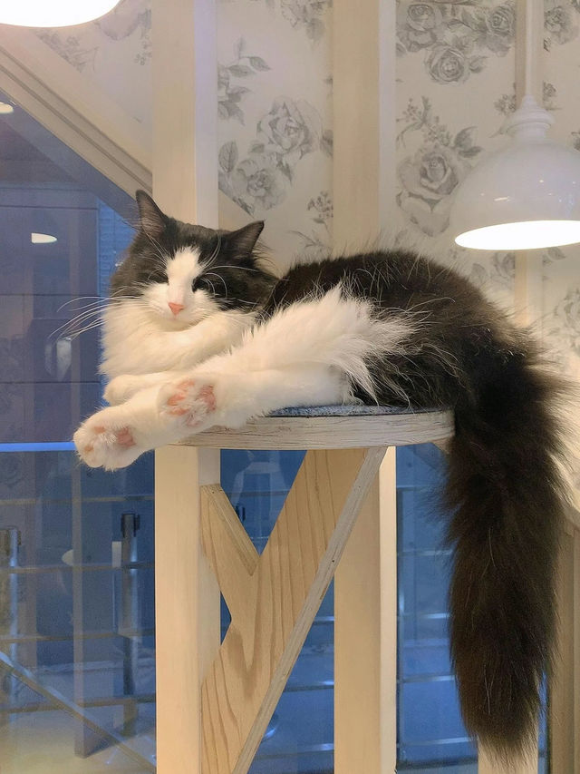 【東京】猫好き集まれ～!!かわいい猫カフェで癒されたい🤍
