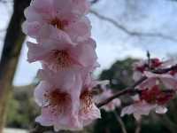 【日本廣島景點】縮景園之三：除了日櫻🌸還有限定活動：夜櫻🌸被夜櫻埋沒的縮景園更令人陶醉🌸