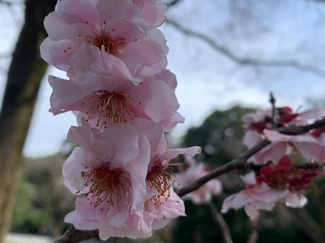 【日本廣島景點】縮景園之三：除了日櫻🌸還有限定活動：夜櫻🌸被夜櫻埋沒的縮景園更令人陶醉🌸