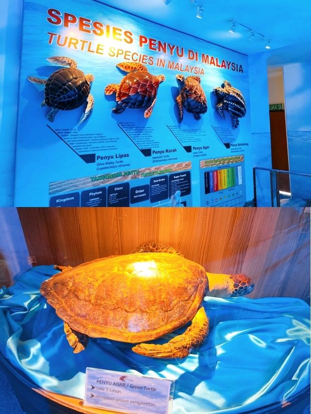 Hawksbill Turtles Conservation Efforts