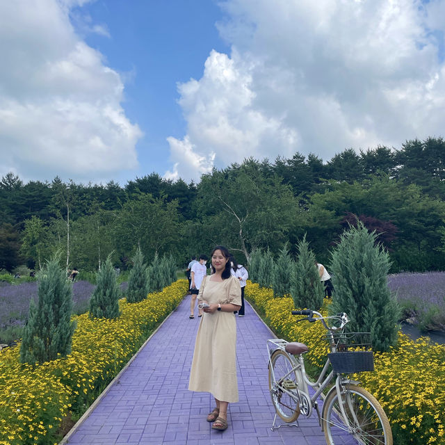강원도 고성 하늬 라벤더팜 포토존 추천 🪻