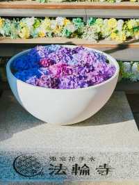 都内紫陽花映えスポット🪷🎐🎐🫧【法輪寺】