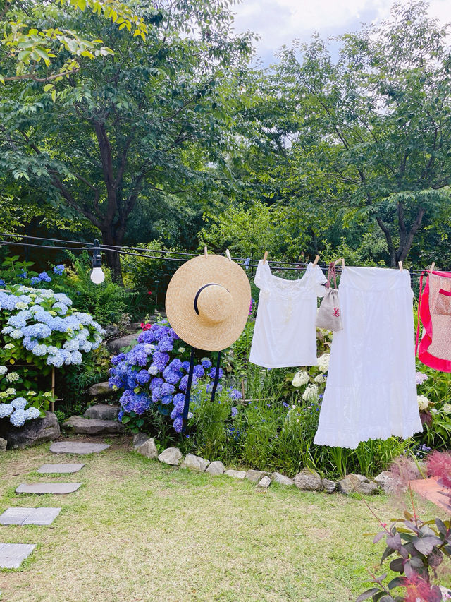 💙파란 수국이 한가득한 이곳 앵지밭골 그집 카페입니다💜