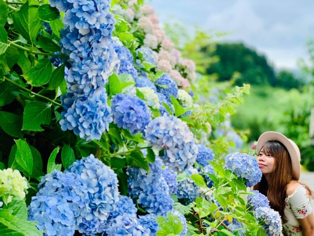 Ajisai @ Hydrangea in Niigata 