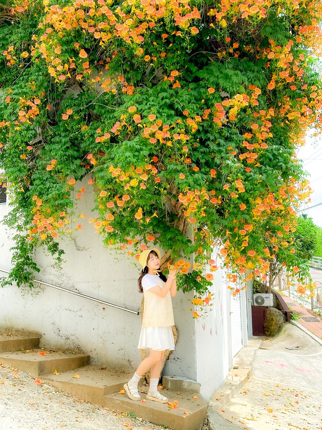 여름을 알리는 능소화🧡  