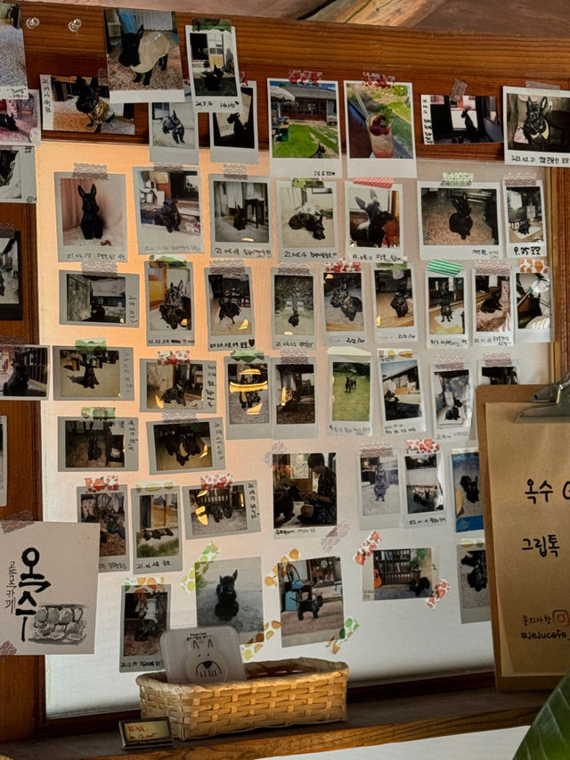 🍃˚*제주 구옥의 멋을 살린 맛있는 카페 골목카페옥수