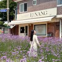South Korea’s Purple Flower Field 💜
