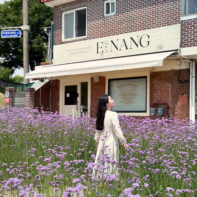 South Korea’s Purple Flower Field 💜