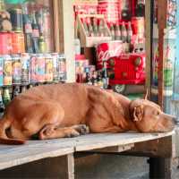 รีวิว ตลาดน้ำดำเนินสะดวก ล่องเรือชมตลาด