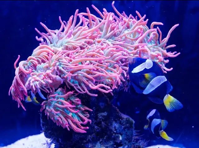 AQWA The Aquarium Of Western Australia