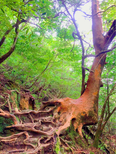 一度は行きたい世界遺産🌲屋久島🌲 | Trip.com 屋久島町 一度は行きたい世界遺産🌲屋久島🌲 | Trip.com 屋久島町