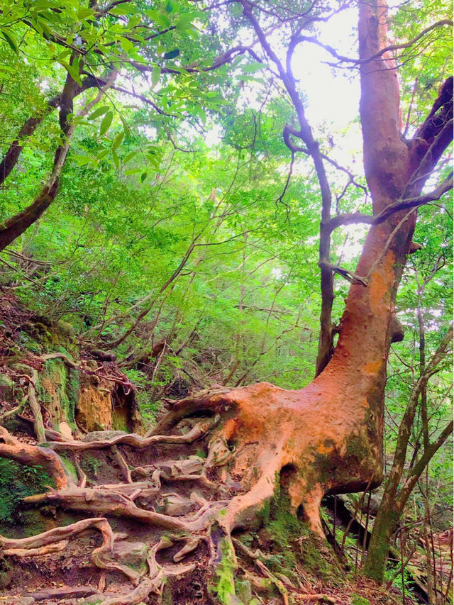 一度は行きたい世界遺産🌲屋久島🌲