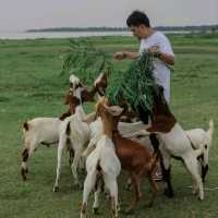 🌿🐑ถ่ายรูปกับฝูงแพะ @เขื่อนป่าสักฯ ลพบุรี