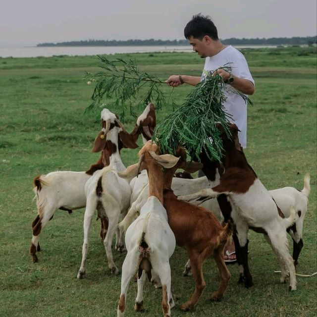 🌿🐑ถ่ายรูปกับฝูงแพะ @เขื่อนป่าสักฯ ลพบุรี