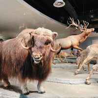 เดินเล่นกันที่ Shanghai Natural History Museum