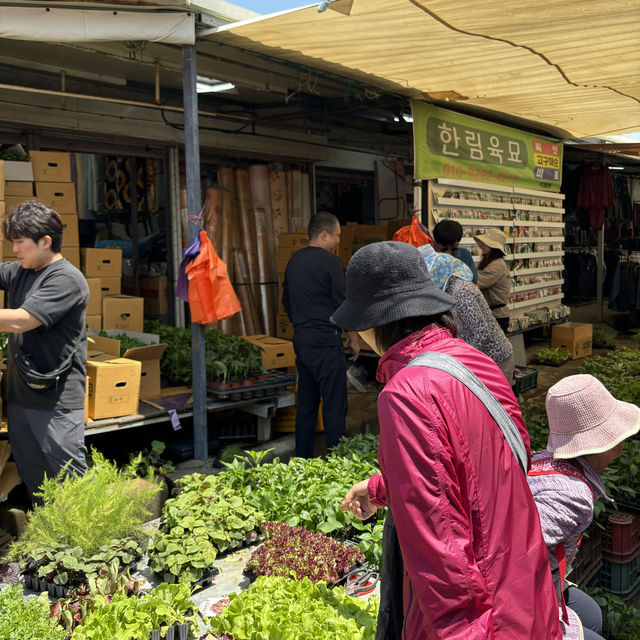 제주여행🏝️ 세화민속오일장에서 경험하는 전통 재래시장의 맛💚
