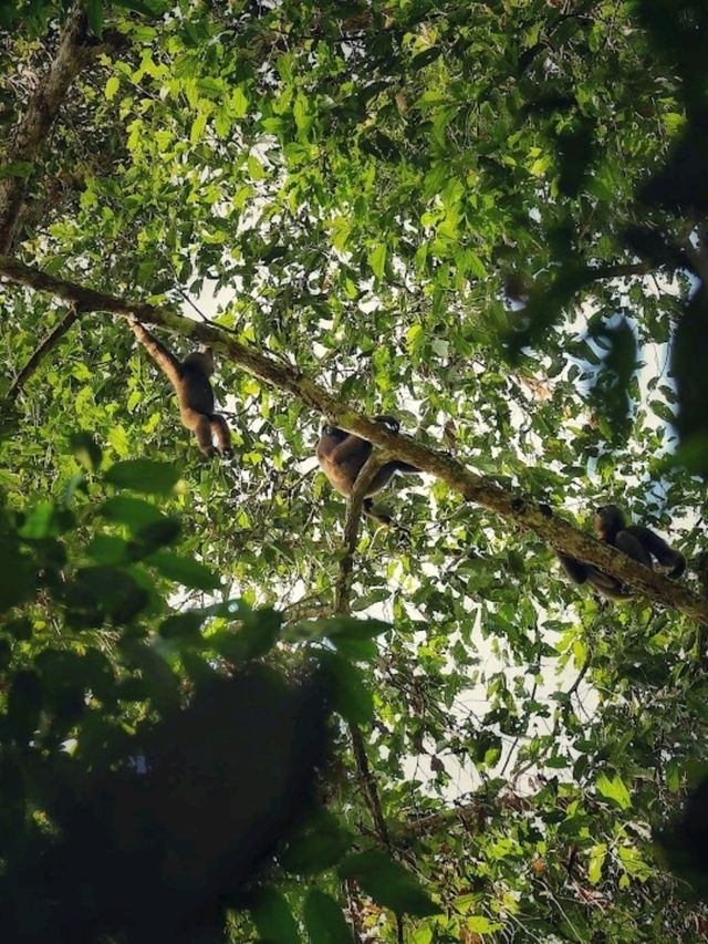 Danum Valley Conservation Area