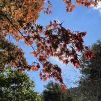 京都秋季賞楓親子遊指南：嵐山，南禪寺等賞楓好去處