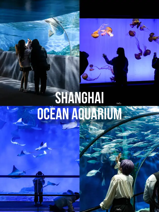 帶您參觀上海海洋水族館的海底世界