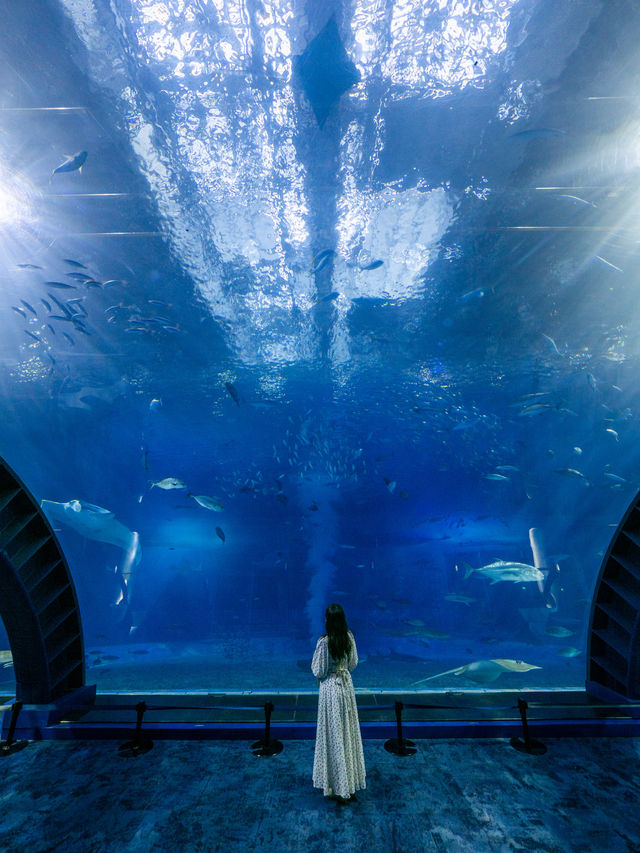 【沖縄といえばココ！✨】美ら海水族館で世界トップクラスの水槽が見れる！🦭