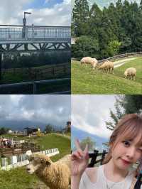 清境農場🐑⛰️：山景美，春秋遊最佳