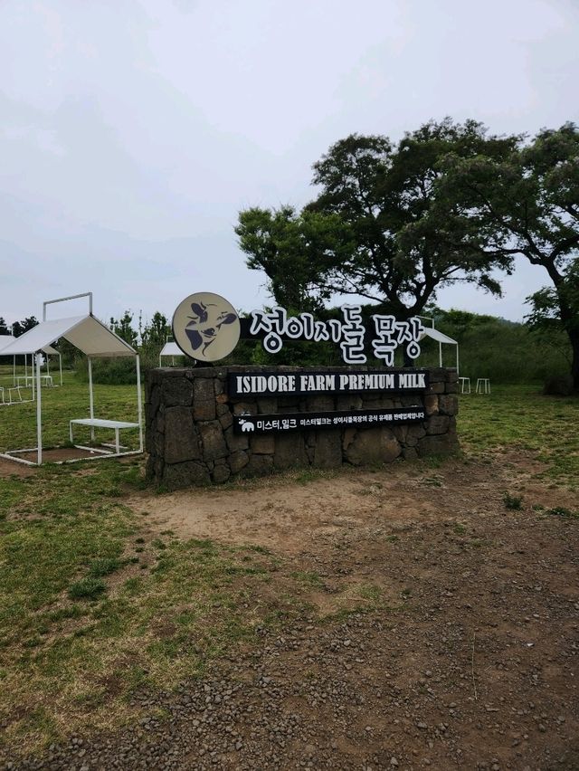 푸릇한 초원과 말을 배경으로 사진찍을 수 있는 성이시돌목장