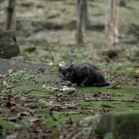 อุทยานแห่งชาติแก่งตะนะ - Kaeng Tana National Park