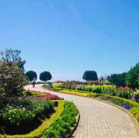 Doi Inthanon National Park: A Blooming Paradise