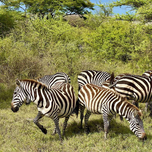 Experience the Great Migration Across Serengeti’s Majestic Grasslands