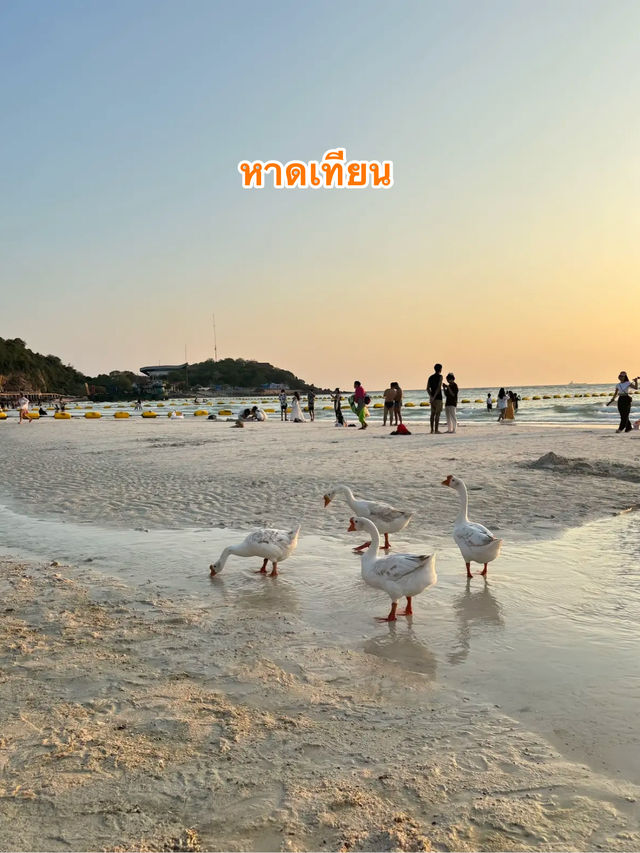 📌🍂 หาดเทียน