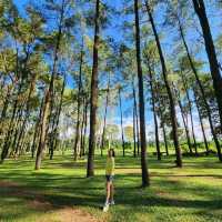 🌲สวนสนแม่แตง เชียงใหม่