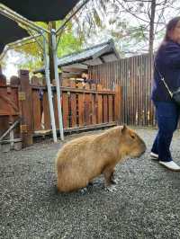 親親動物零距離