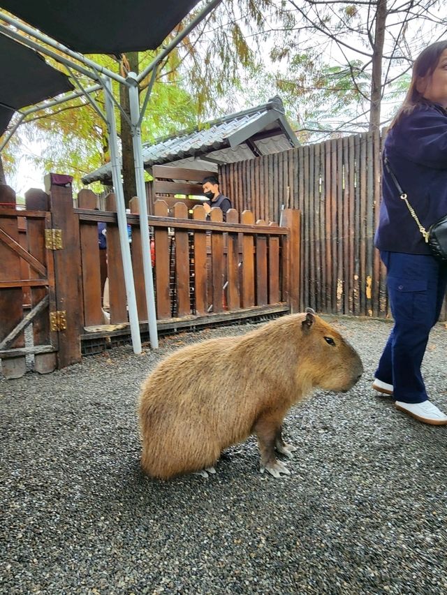 親親動物零距離