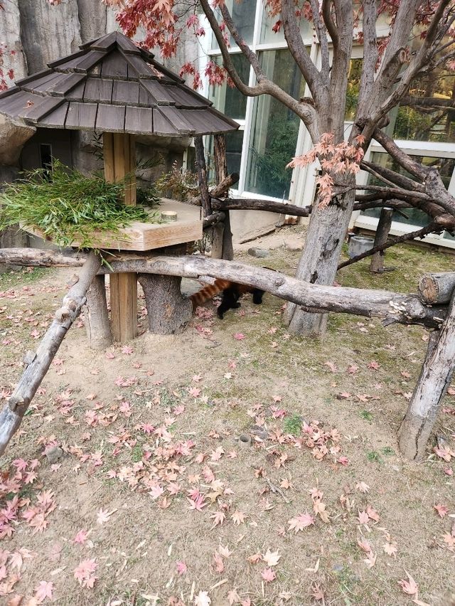 귀여운 판다를 보며 투어가 가능한 판다월드❤️