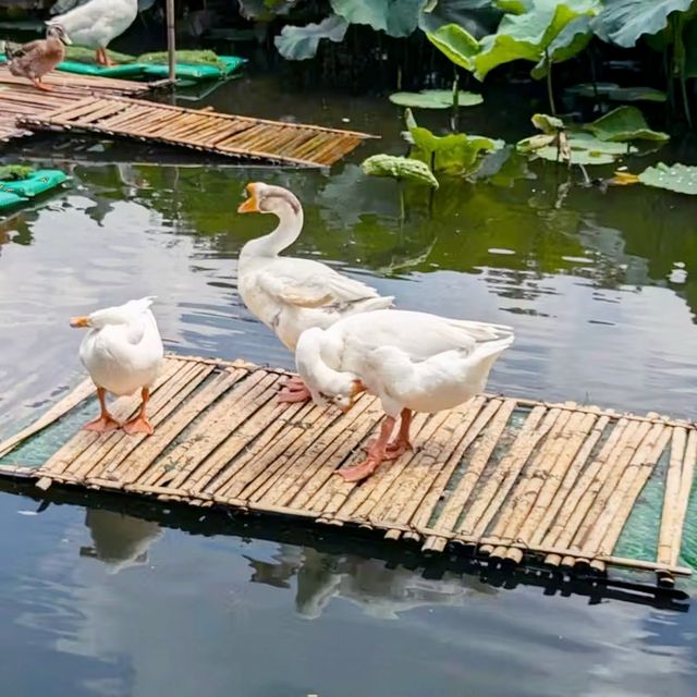 Relaxing day at the Green lake