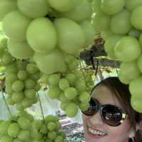 Picking grapes 