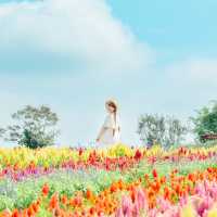 9月が見頃那須フラワーワールド！