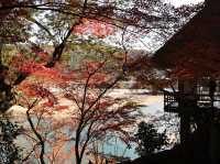 [四國] 被紅葉和銀杏包圍的臥龍山莊