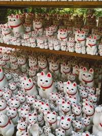 滿滿招財貓的日本豪德寺😻😻