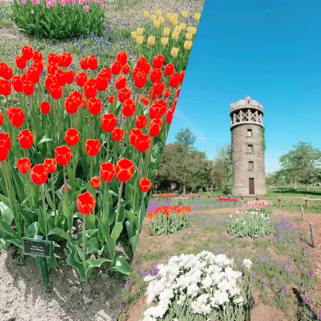 Yurigahara Park🪷🌷🌺🥀🌹💐💐