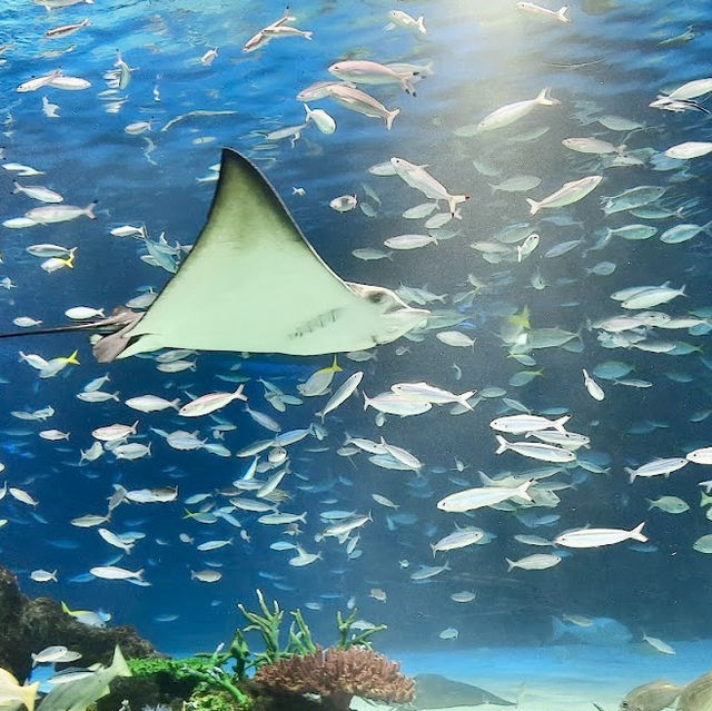池袋陽光水族館-繁華鬧市區內的水族館，與企鵝在空中邂逅
