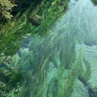 New Zealand Blue Spring