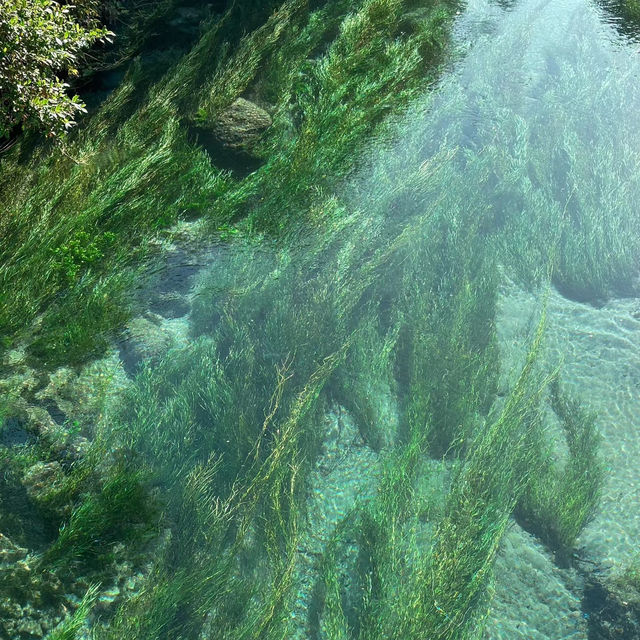 New Zealand Blue Spring