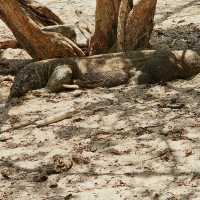 Komodo National Park