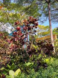 You won’t believe there are such lovely flower trails in Singapore